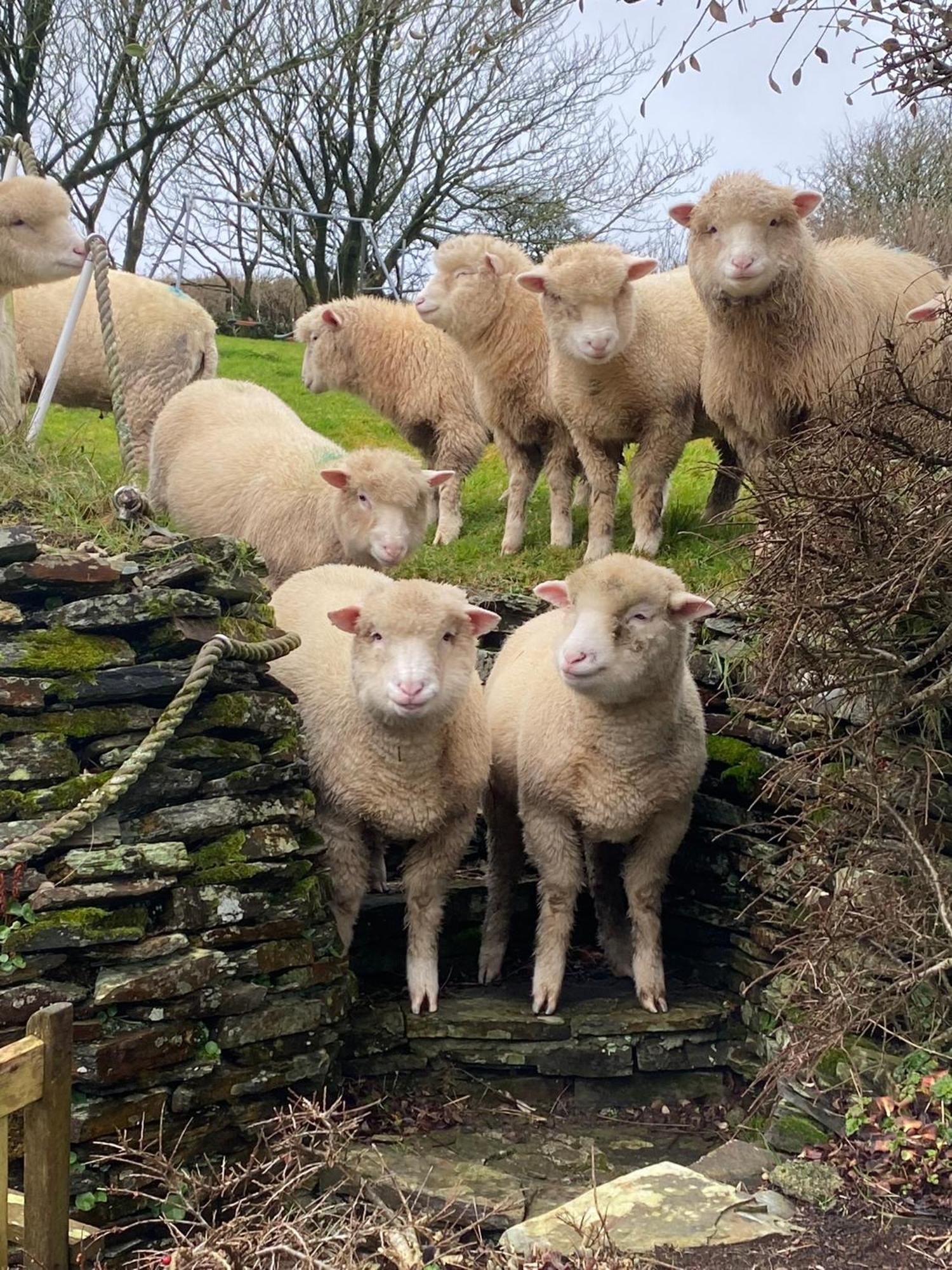 Polrunny Farm Elderberry Cottage With Sea View Boscastle Esterno foto